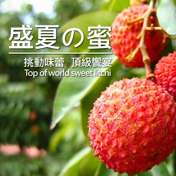 大樹頂級冠軍玉荷包