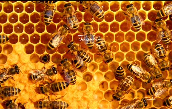 蜂蜜的作用與功效