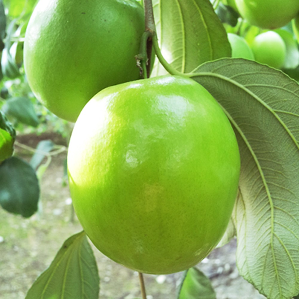 高雄燕巢牛奶蜜棗